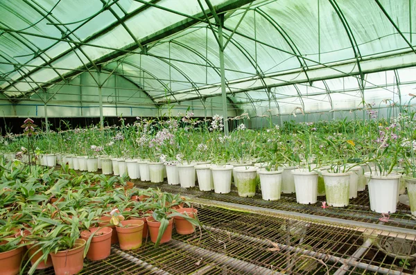 Groen huis orchideebloem kwekerij — Stockfoto