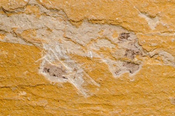 Fossil stone — Stock Photo, Image