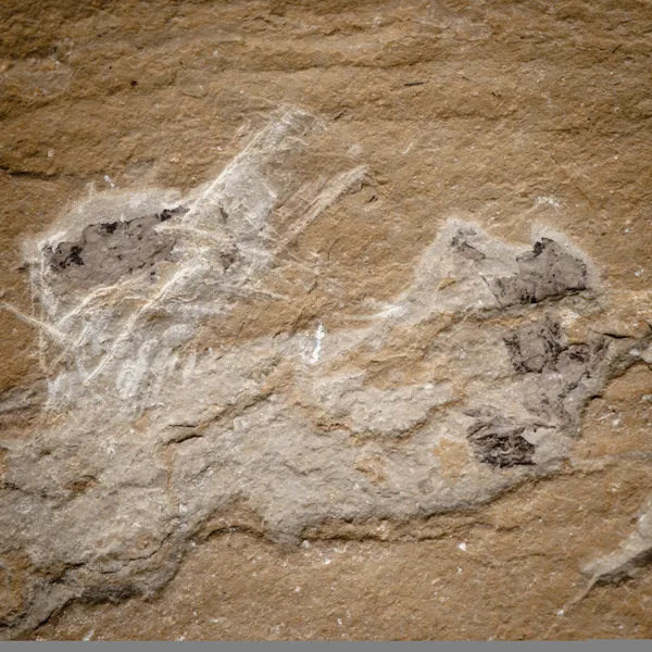 Fossil stone — Stock Photo, Image