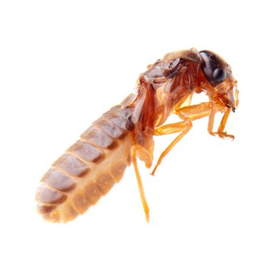 insect termite white ant clipart