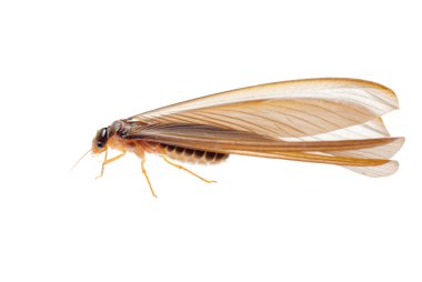 termit beyaz karınca