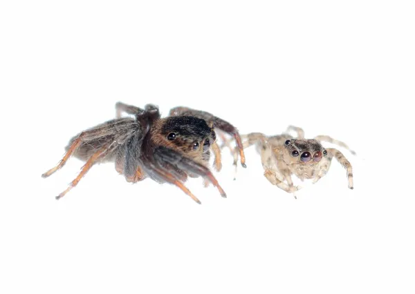 Springspinne — Stockfoto