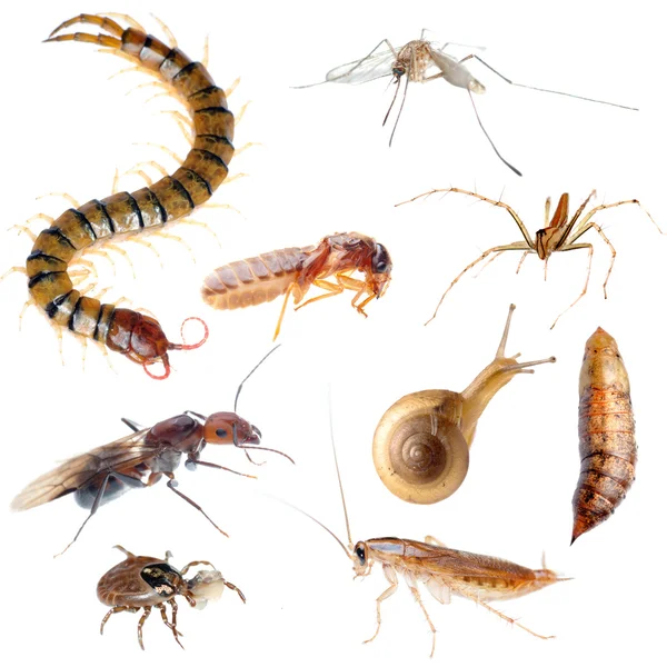 Insect pest bug set — Stock Photo, Image