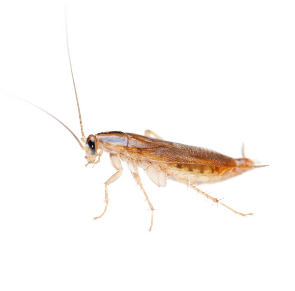 Kakkerlak geïsoleerd — Stockfoto
