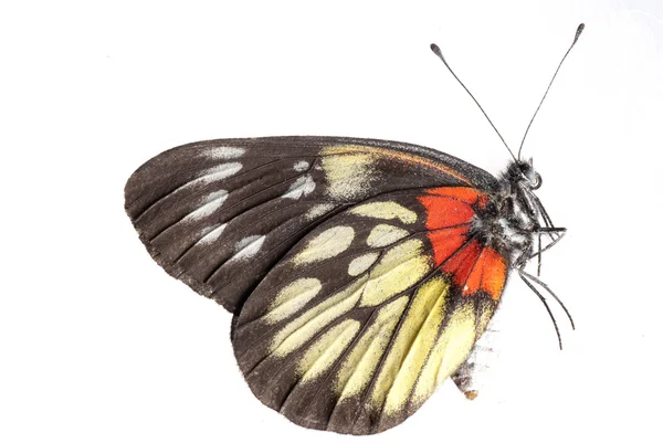 Butterfly side view — Stock Photo, Image