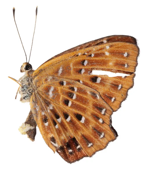 나비의 측면 전경 — 스톡 사진