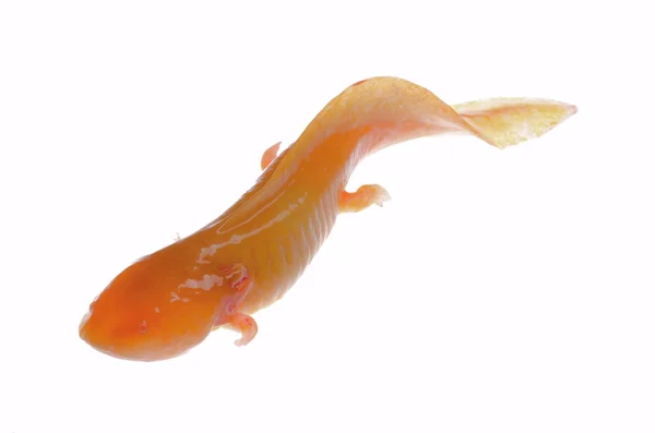 Žlutá etiolation amerického axoloto mlok newt — Stock fotografie