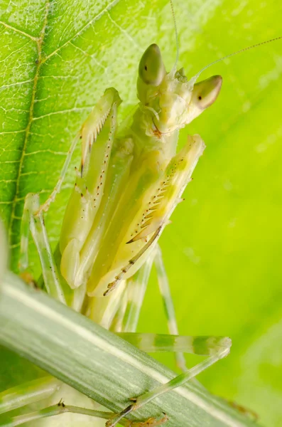 Mantis orante — Foto de Stock