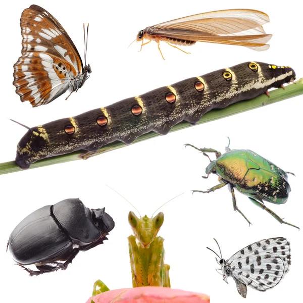 Colección de conjuntos de insectos — Foto de Stock