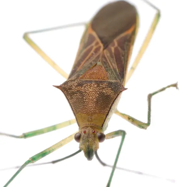 Stink bug — Stock Photo, Image