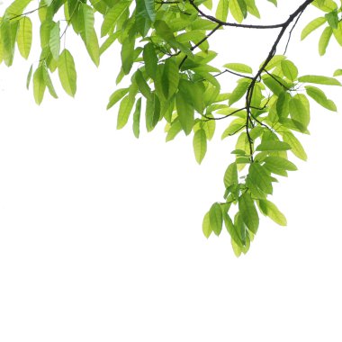 Bahar doğa yeşil yaprak