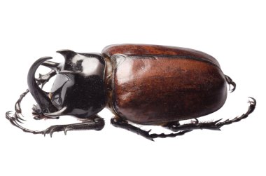 Dev böcek rhino beetle