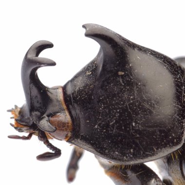 Dev böcek rhino beetle