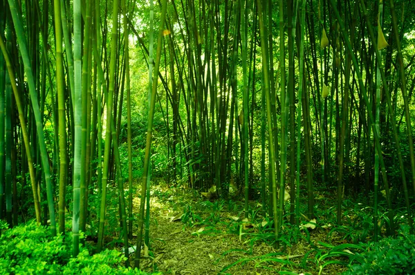 Bosque de bambú — Foto de Stock