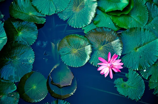 Flor de lótus lírio água — Fotografia de Stock