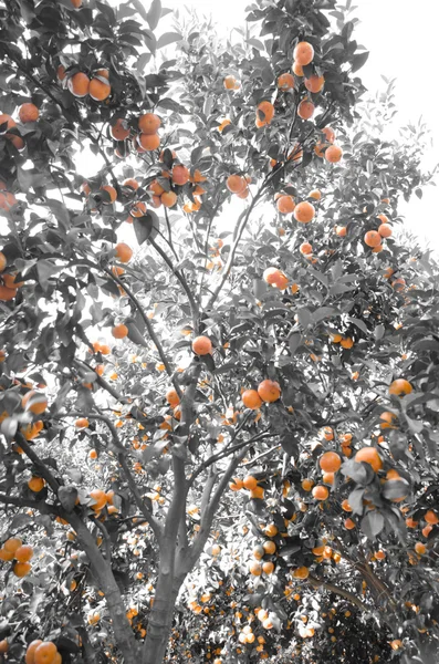 Mandarin orange tree in garden — Stock Photo, Image
