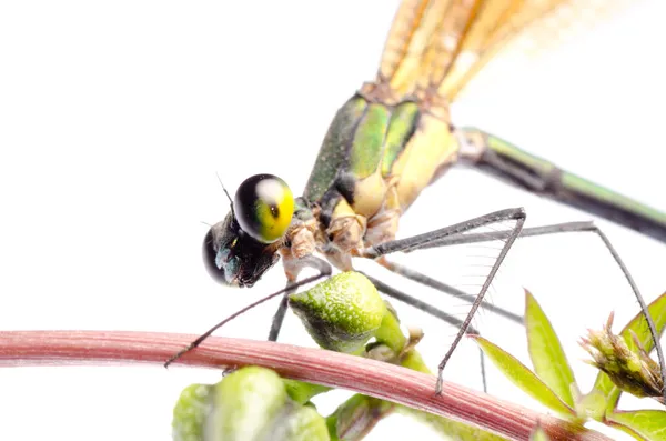 Izole yusufçuk böcek damsefly — Stok fotoğraf