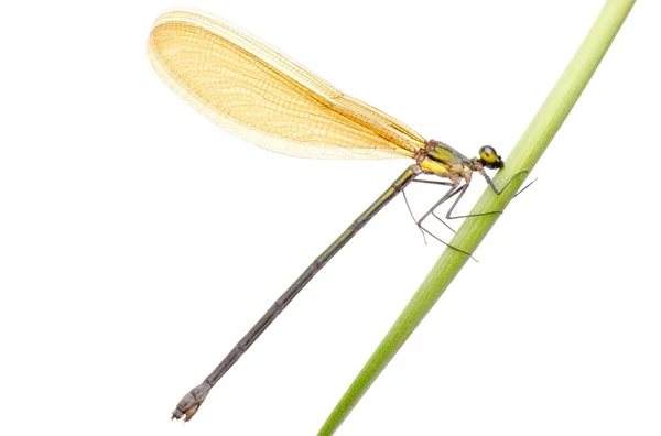 Insekt damsefly dragonfly isolerade — Stockfoto