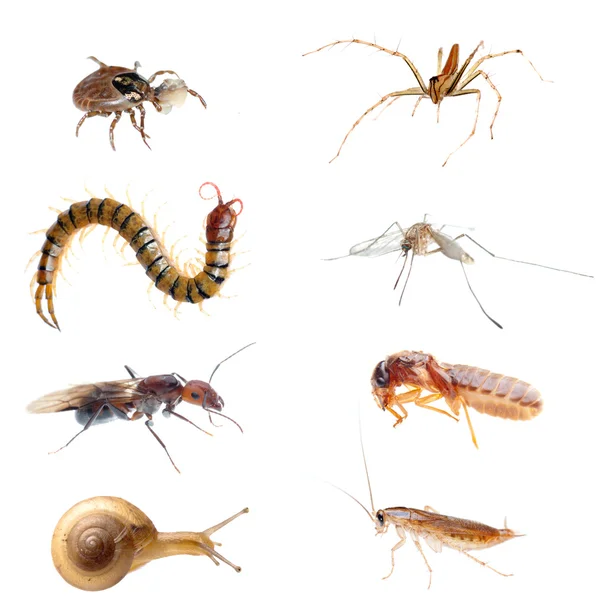 Bug set — Stockfoto