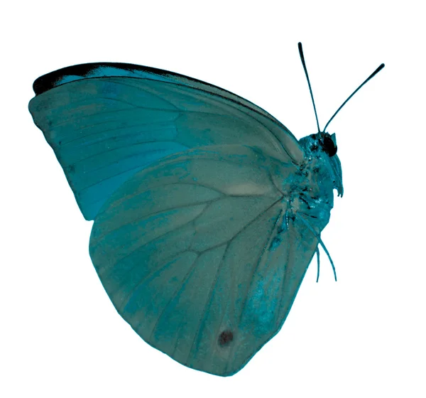 Butterfly — Stock Photo, Image