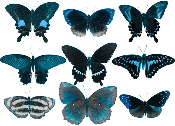 Метелик колекції — стокове фото