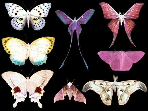 Coleção de mariposa borboleta — Fotografia de Stock