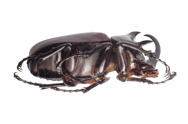 Jätte scarab rhino beetle — Stockfoto