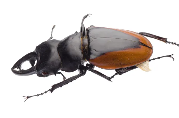 Insect stag beetle — Stock Photo, Image