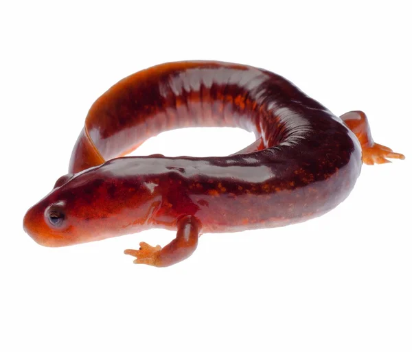 Chinese tsitou salamander newt — Stock Photo, Image