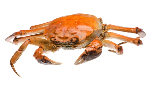 Red crab — Stock Photo, Image