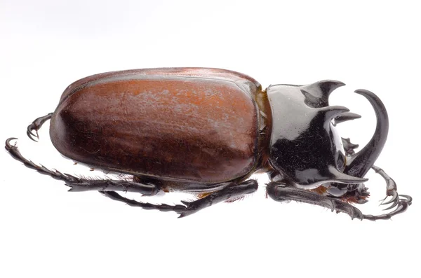 Gigant Skarabeusz nosorożec beetle — Zdjęcie stockowe
