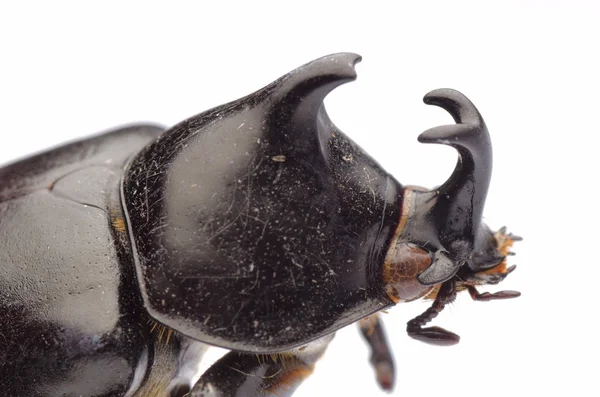 Jätte scarab rhino beetle — Stockfoto