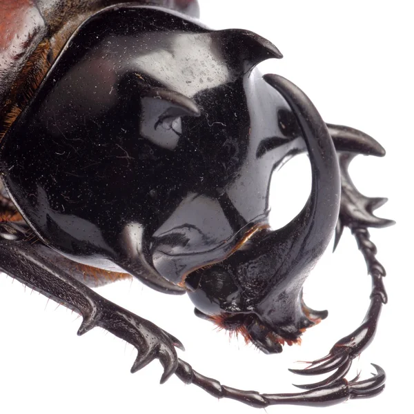 Gigant Skarabeusz nosorożec beetle — Zdjęcie stockowe