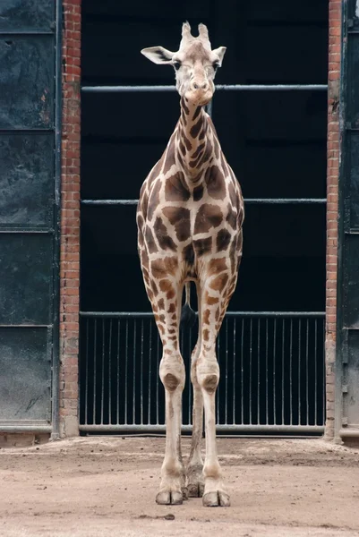 Vilda djur giraff — Stockfoto