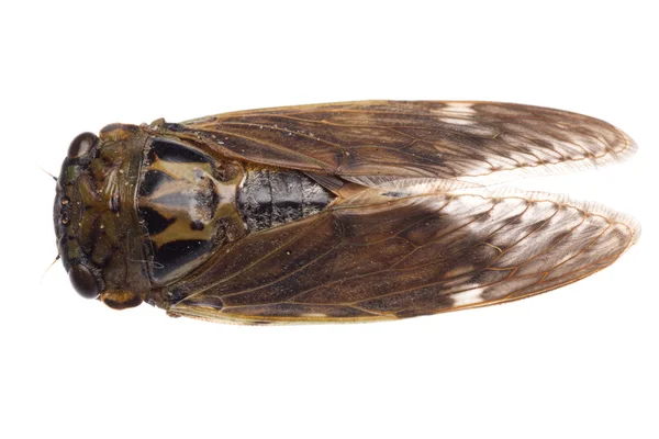 Böcek ağustosböceği — Stok fotoğraf