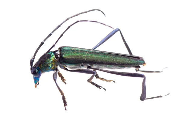Длиннохвостый жук — стоковое фото