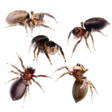 Spider toplama atlama