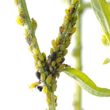 hayvan böcek yaprak biti