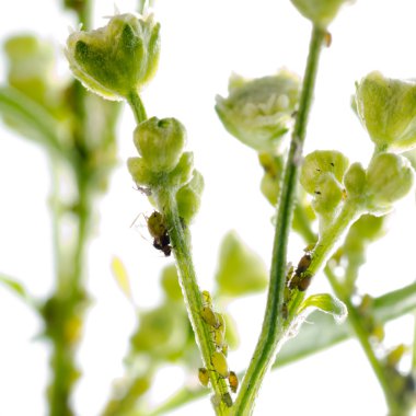 hayvan böcek yaprak biti