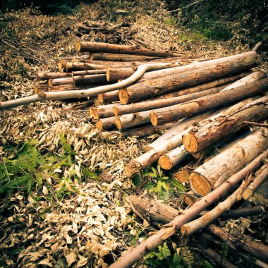 ahşap kesilmiş ağaç Ormansız