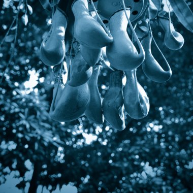 atıcı bitki ilaç türleri