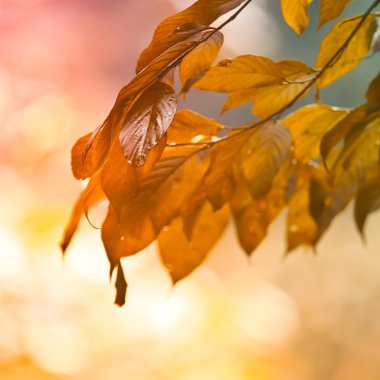 Bahar yeşil yaprak arka plan