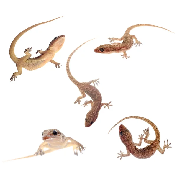 Gecko isolierte Sammlung — Stockfoto