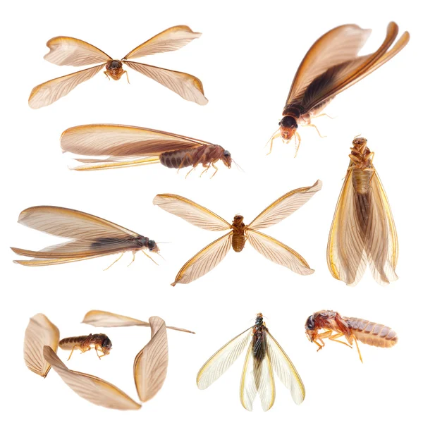 Termite white ant bug isolated collection — Stock Photo, Image