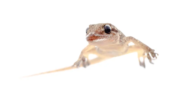 Chinês Oriental folheado Gecko — Fotografia de Stock