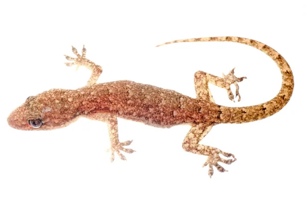 Chinês Oriental folheado Gecko — Fotografia de Stock