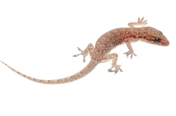 Chinese Oriental leaftoed gecko — Stock Photo, Image