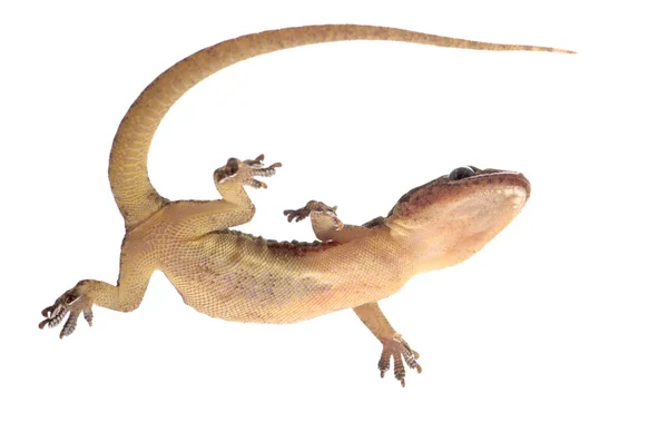 Gecko orientalne chińskie — Zdjęcie stockowe