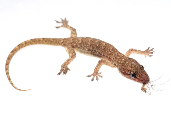Gecko sivrisinek yemek — Stok fotoğraf