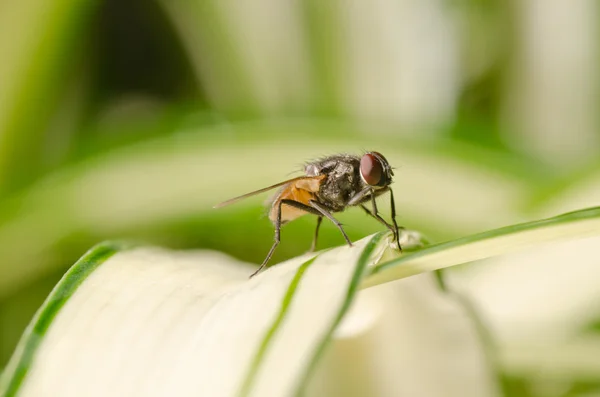 Mosca de insetos — Fotografia de Stock